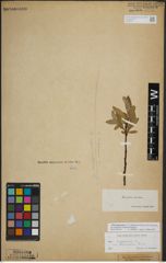 Foto von Salix lapponum L.